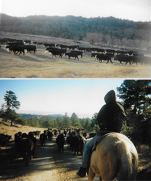 Twice a year Henry and other ranchers trail, or follow, their herd to different grazing grounds. It makes for a long day.