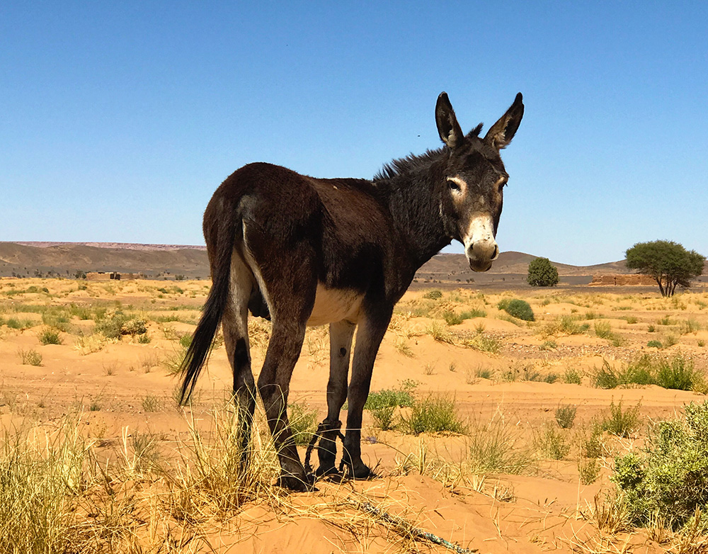 A donkey pauses from grazing on desert flora.
