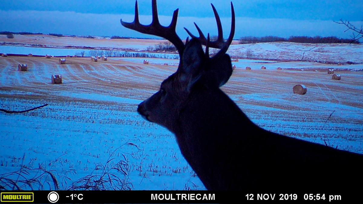 The best times to take photos of wildlife are dawn and dusk — all the more reason to use a trail cam.